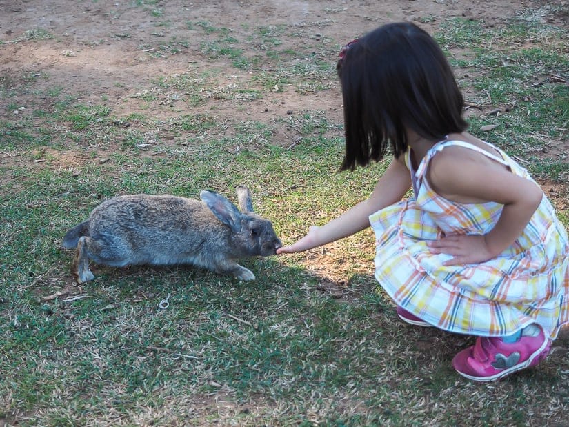 My daughter almost touching a rabbit's nose on Lokrum island