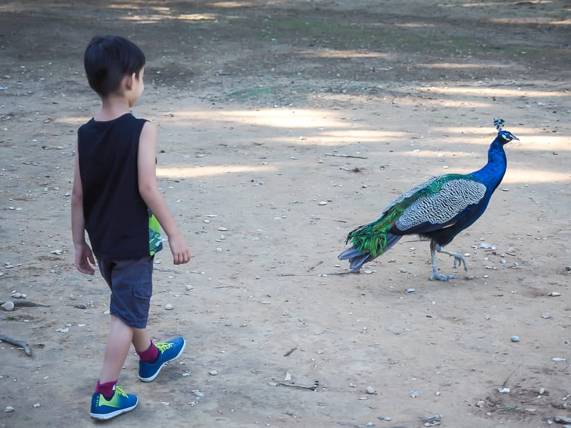 My son walking right behind a peacock on Lokrum Island
