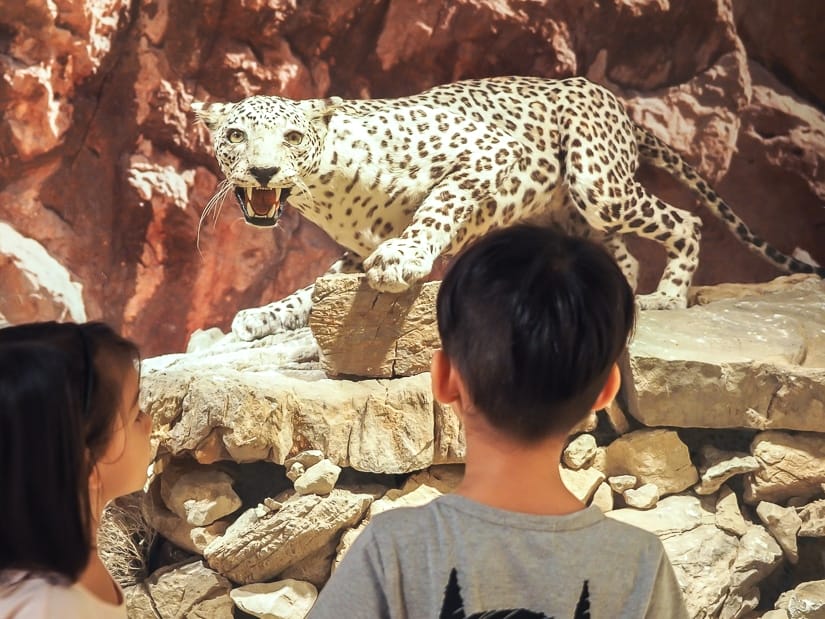 Leopard display in the Muscat Natural History Museum, Oman 