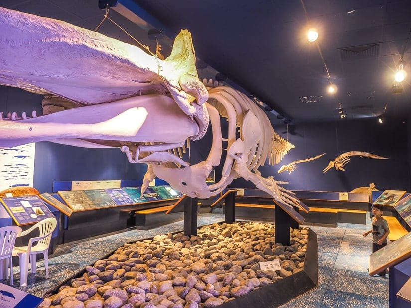 Skeleton of a whale at Muscat Natural History Museum Oman