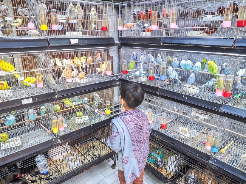 Sage in front of many bird cages in the animal section of the Spice Bazaar