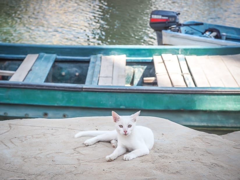 Cat at Wadi Shab boat dock