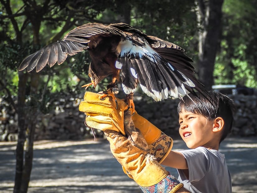 My son holding and feeding a hawk at the falcon center, one of the best places to visit in Croatia with children