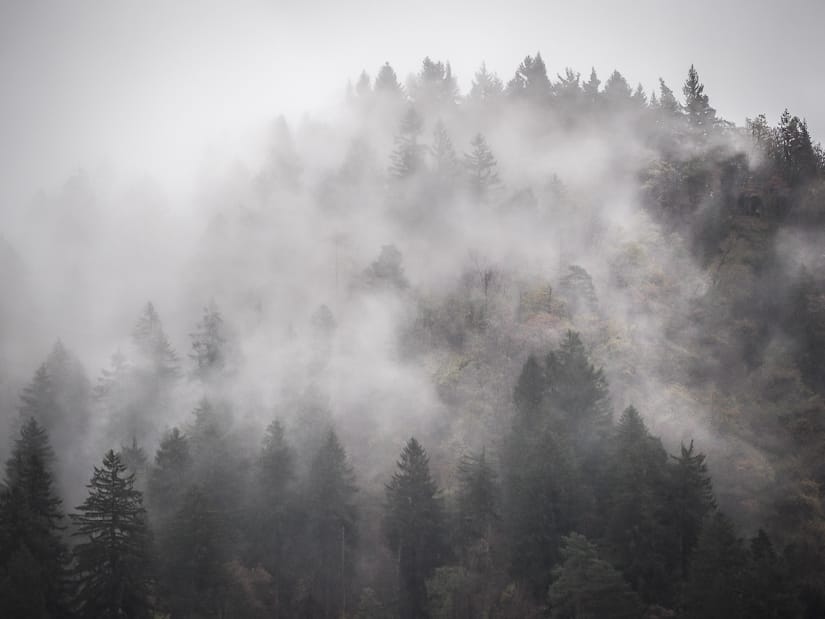 Forest around Lake Bled covered in mist in early November