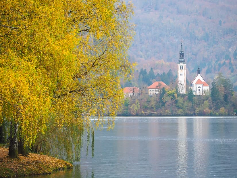 A tree with lots of yellow leaves beside Lake Bled, Slovenia in autumn