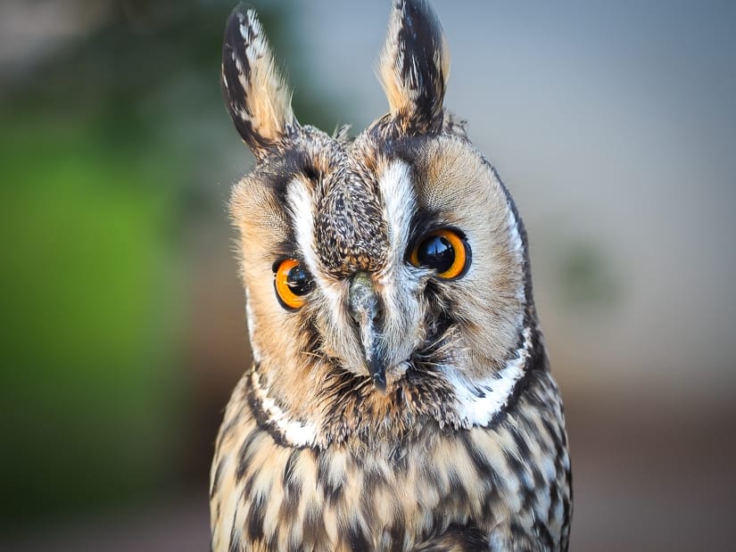 Owl at Sibenik Falconry Center (Dubrava Falconry Center or Sokolarski Centar)