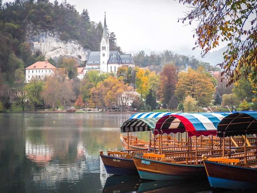 A group of pletnas at the side of Lake Bled in autumn
