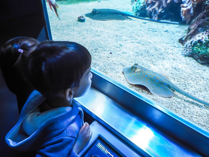 My son looking at a sting ray in the aquarium of Haus der Natur (Museum of Science and Technology) in Salzburg