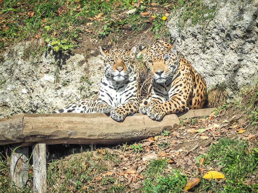 Leopard couple at Salzburg Zoo