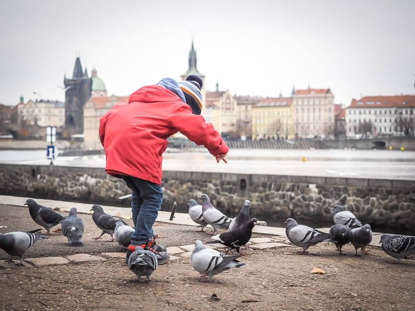 My son playing with pigeons by the riverside in Prague