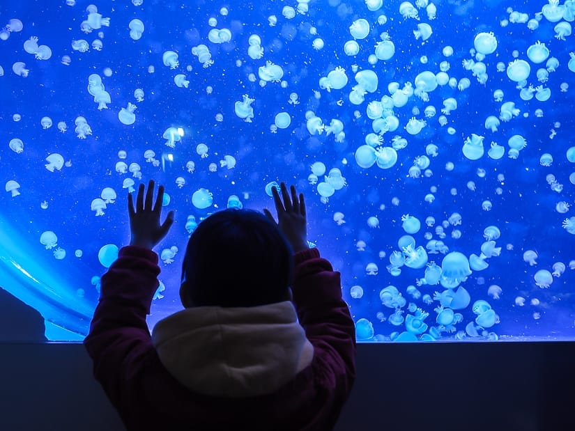 Visiting Haus des Meeres (Vienna Aquarium) with kids and seeing a wall of jellyfish