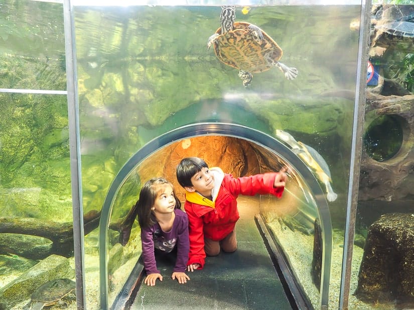 Our kids in a glass tunnel looking at turtles at the House of the Sea (Vienna Aquarium)