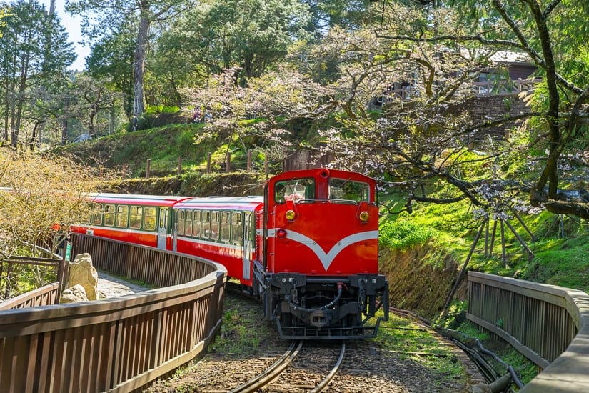 The Alishan Forest Railway passing by some cherry blossoms in winter