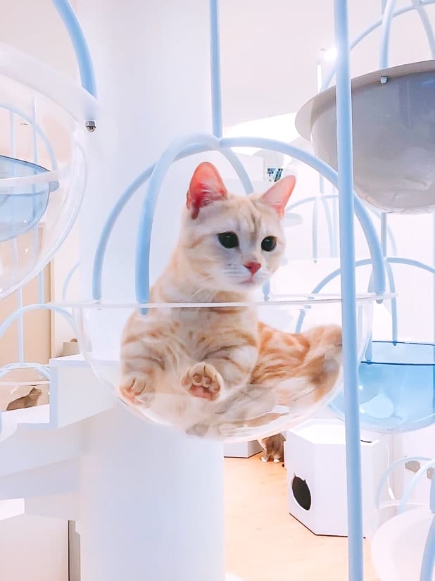 Kitty in a cat cafe in Yilan