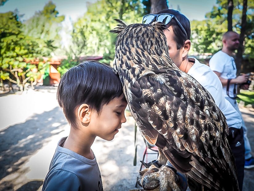 Visiting the Falcon Centre in Croatia with our kids, and my son is rubbing his face against an eagle owl