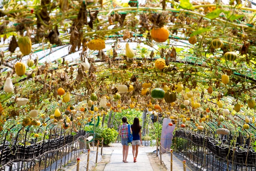 Pumpkin Farm in Yilan, Taiwan