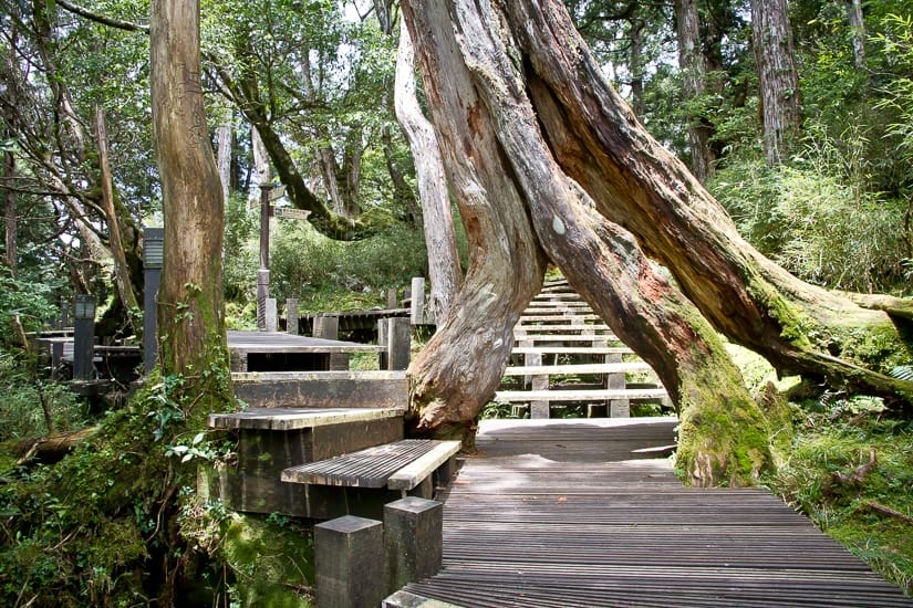 Hiking in Taipingshan National Forest Recreation Area