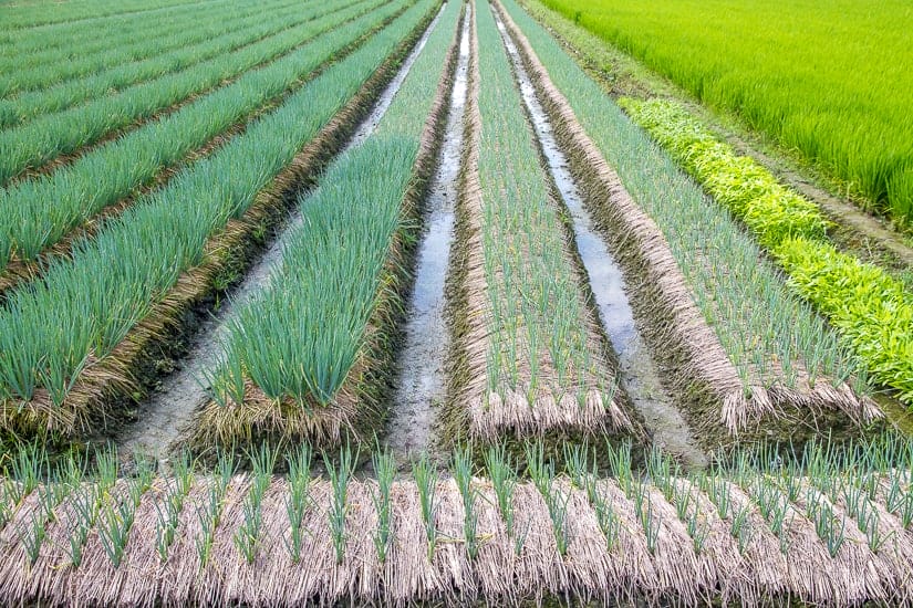 Field of green onions in Yilan