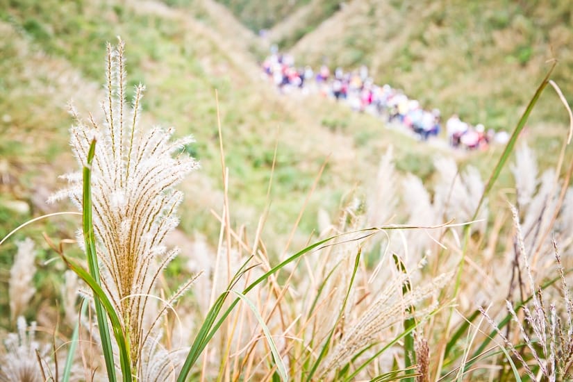 Silvergrass and crowds of hikers on Caoling Historic Trail in Autumn (november) in Taiwan