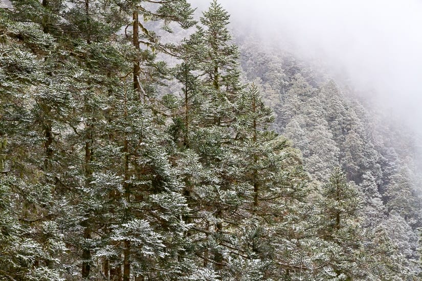 A forest with snow on the trees in the high mountains of Taiwan in winter