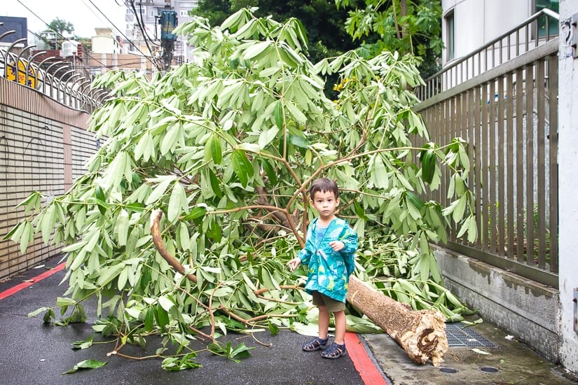 My son standing in front of a tree that fell over during Typhoon Megi in Taiwan in September 2016