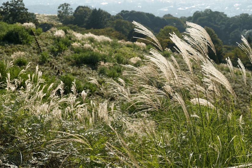 Silvergrass on Yangmingshan