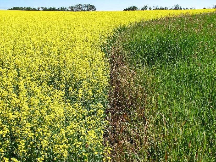 Yellow canola field in Alberta