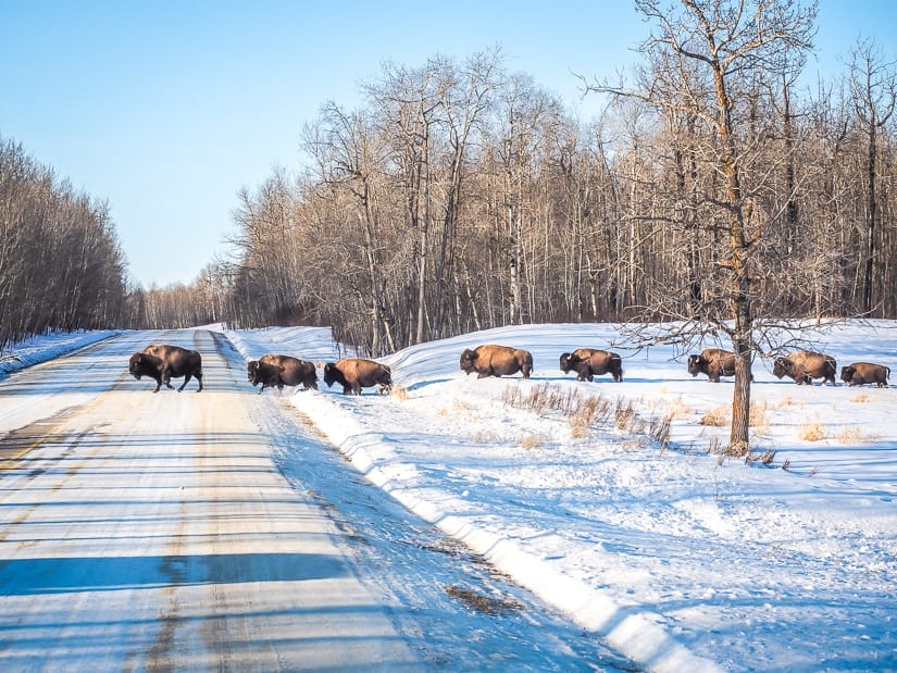 Bison crossing the road in Elk Island National Park in winter