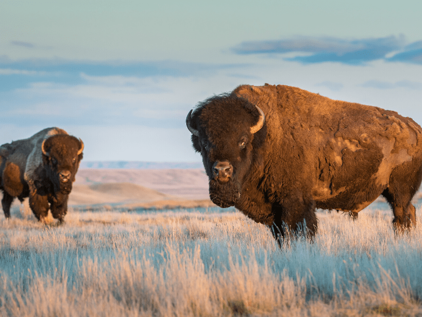 Grasslands National Park, Saskatchewan
