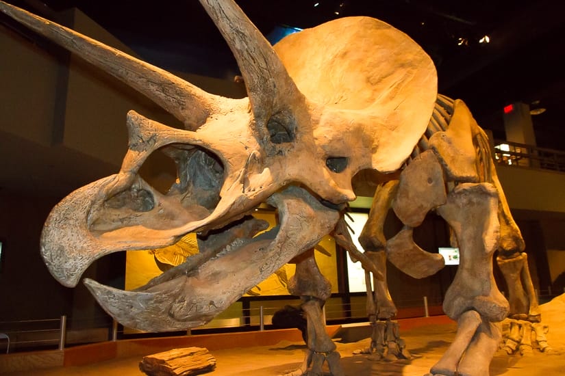 Triceratops skeleton at Royal Tyrell Museum of Paleontology in Drumheller, Alberta
