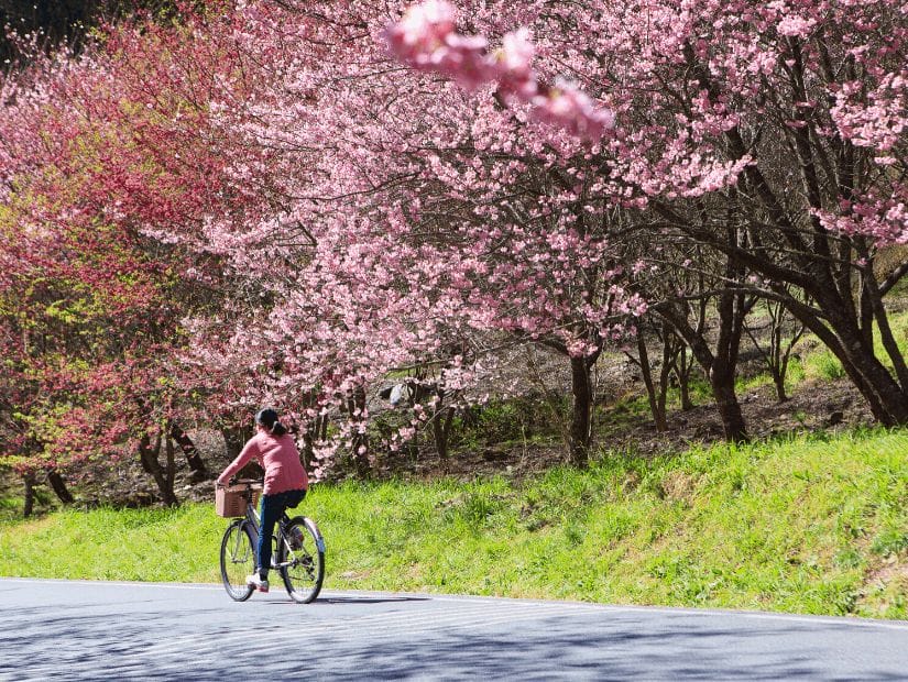 Cyclist riding past cherry blossoms at Wuling Farm, one of the best places to see cherry blossoms in February in Taiwan