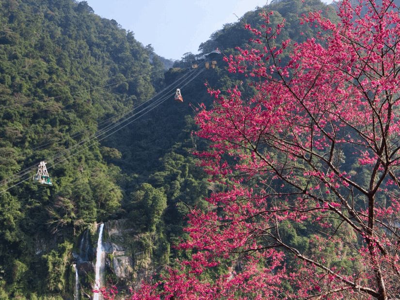 Wulai Gondola, Wulai Cable Car, and cherry blossoms in Wulai