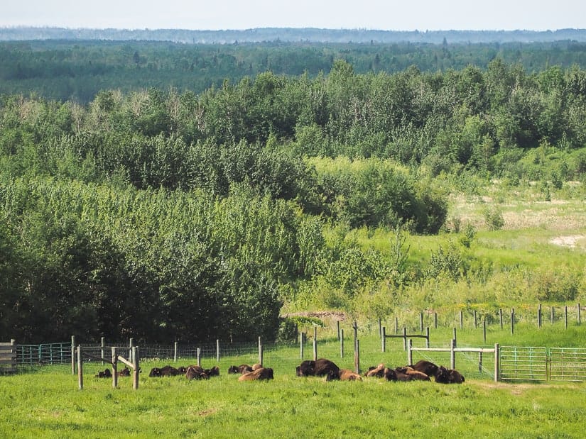 Herd of wood buffalo at Bison Lookout, Fort McMurray