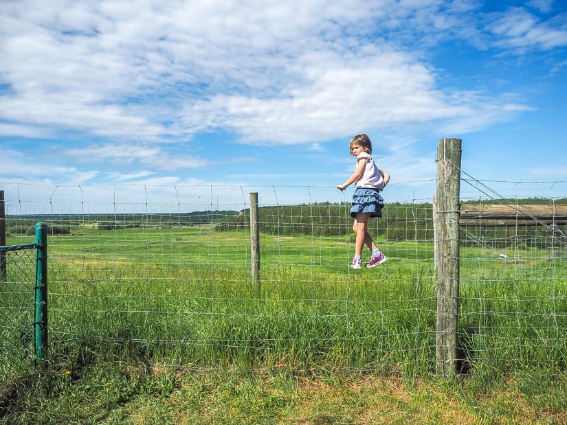 Girl climbing a fence to see bison at the Syncrude Bison Lookout in Fort McMurray