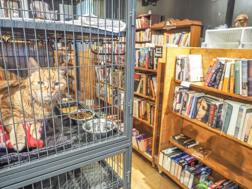 A cat waiting to be adopted from Page & Whisker used bookstore