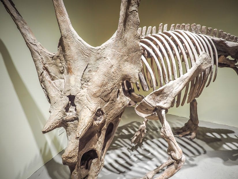 Chasmosaurus skeleton, Dinosaur Provincial Park Interpretive Centre Museum