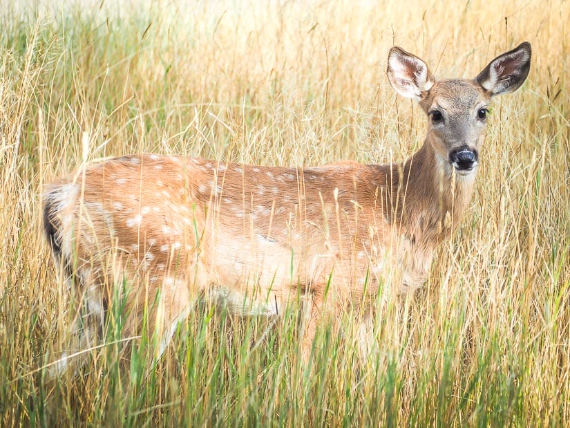 Spotted deer, Strathcona Island Park