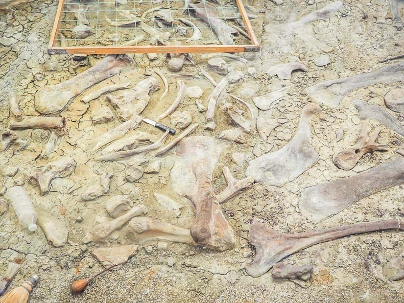 Dinosaur fossil house #2