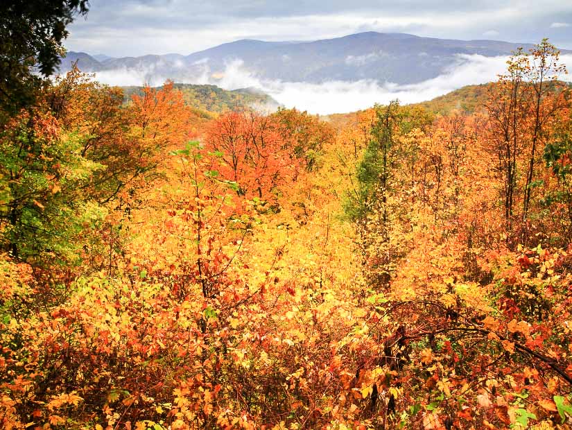 Autumn foliage in Great Smoky Mountains National Park