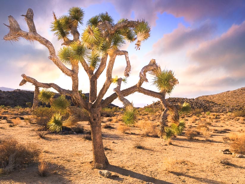 A lone tree in autumn in Joshua Tree National Park 