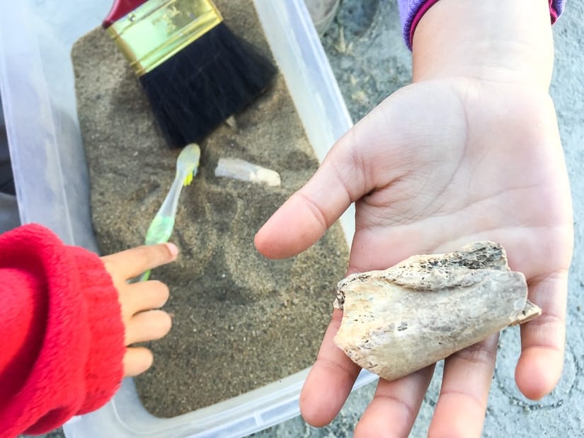 Kid's hand holding a dinosaur fossil above a box of sand