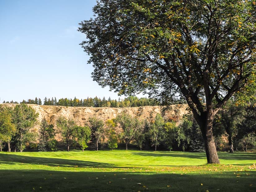 Field, tree, and cliffs at Kin Coulee Park in Central Medicine Hat