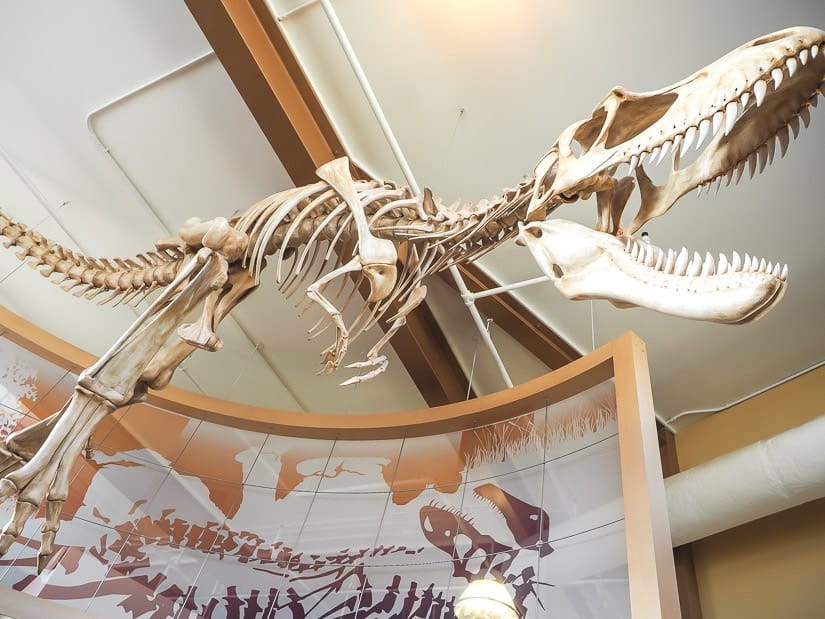 Dinosaur skeleton hanging from roof of Dinosaur Provincial Park Interpretive Centre