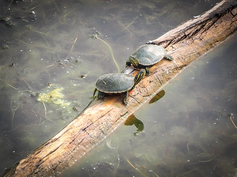 Turtles at Elizabeth Hall Wetland