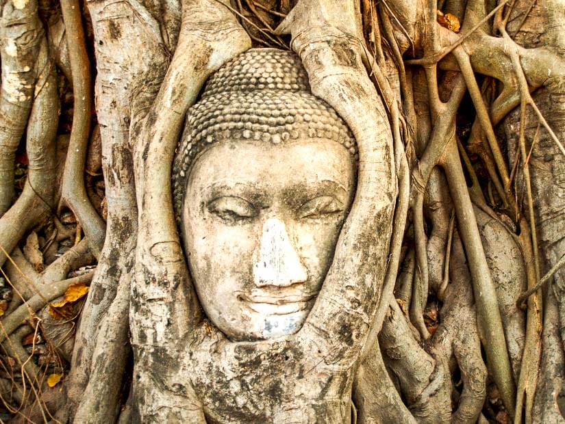 Stone buddha face in banyan tree at Ayutthaya, Thailand