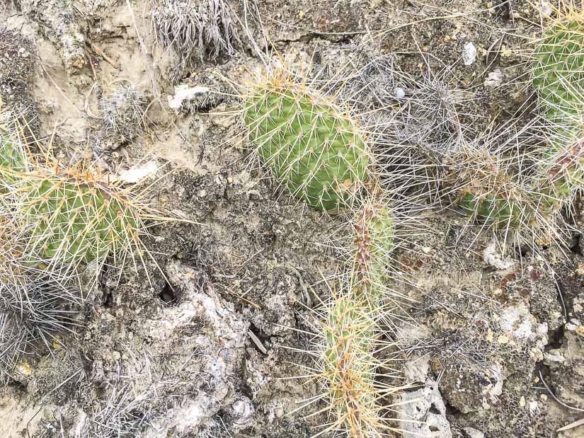 A cactus, something to watch out for while doing one of the Dinosaur Provincial Park hikes