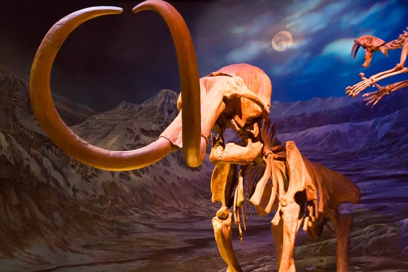 Mammoth skeleton, Royal Tyrrell Museum of Palaeontology