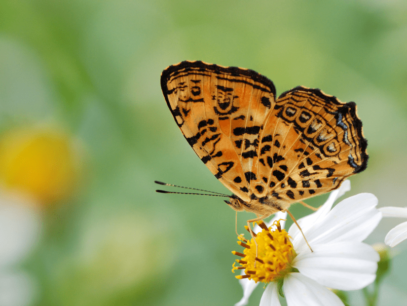 Butterfly on a flower at Fuyuan National Scenic Area in Hualien County