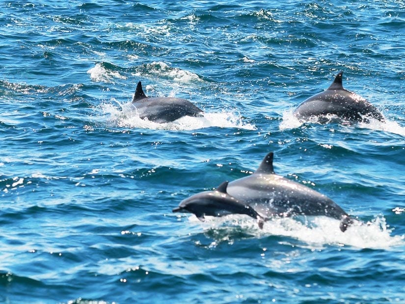 Dolphins jumping out of sea on a whale and dolphin watching tour in Hualien