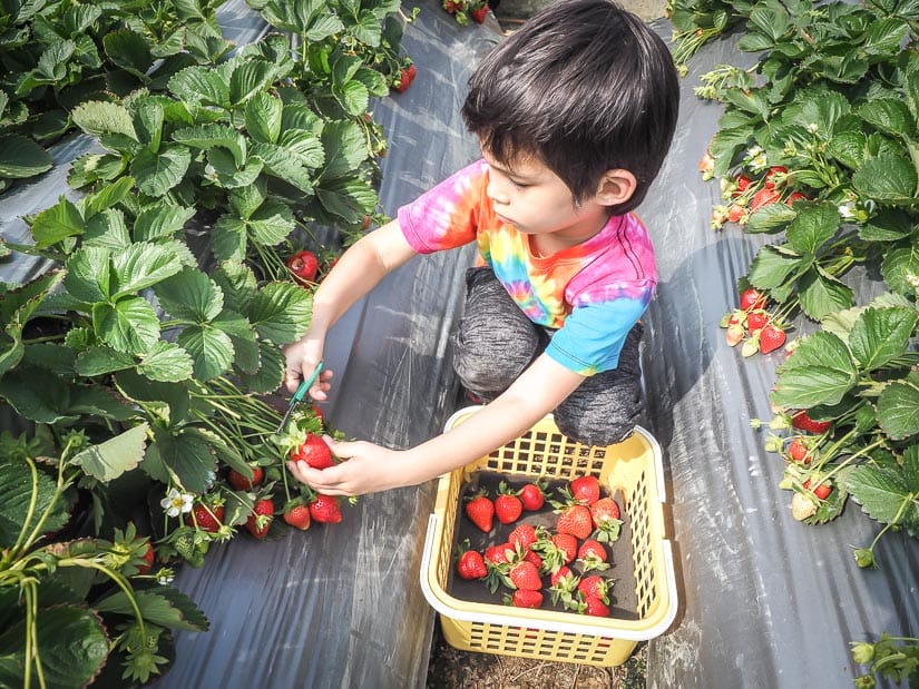 A young boy picking strawberries